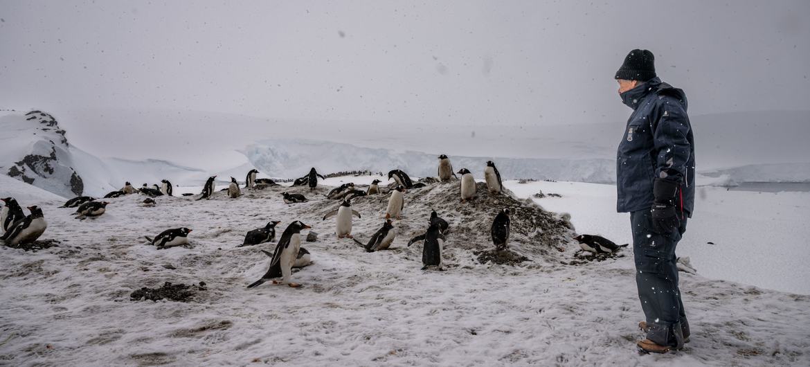 秘书长古特雷斯行走在南极洲贝尔纳多·奥希金斯将军基地的企鹅中间。