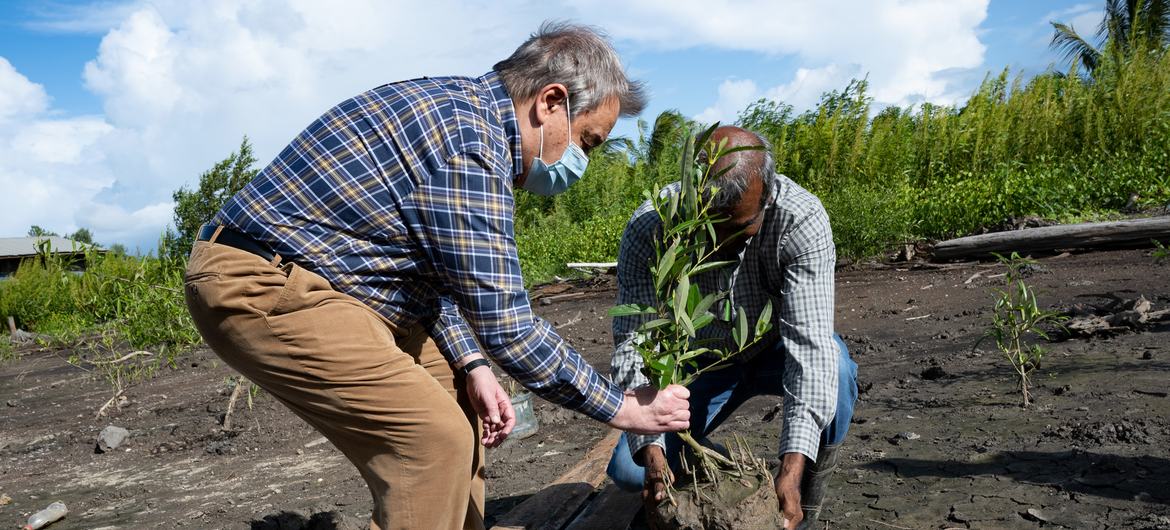 El Secretario General António Guterres (izquierda) con Albert Ramdin, Ministro de Asuntos Exteriores de la República de Surinam, plantan un mangle joven en el sitio de rehabilitación de manglares Weg Naar Zee en Surinam.