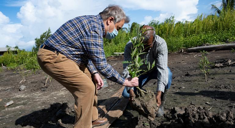 秘书长古特雷斯（左）和苏里南外交部长拉姆丁在威哥纳尔奇在红树林恢复区共同种植一棵红树林幼树。 