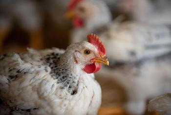 В 2026 году в Украине вступит в силу закон о запрете использования противомикробных препаратов в профилактических целях в животноводстве, рыболовстве и пчеловодстве. 