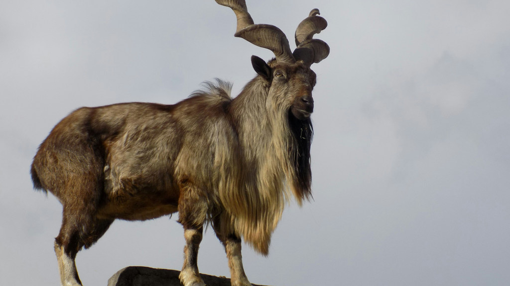 On 24 May 2024, the world observed the first ever International Day of the Markhor.