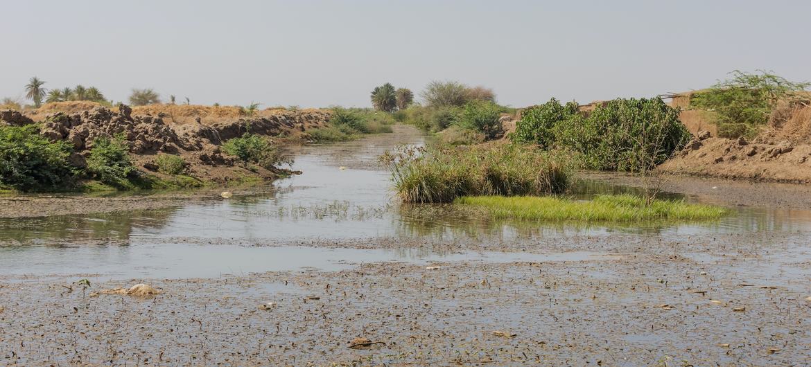 A canal in Kassala state, Sudan, used by local communities as a water source. Unsafe water is a leading cause of disease.
