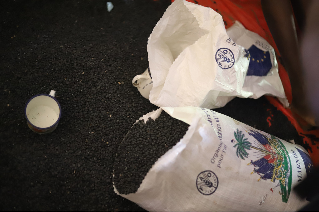 FAO inafanya kazi ya kusambaza mbegu bora nchini Haiti ili kurejesha uzalishaji wa mazao.