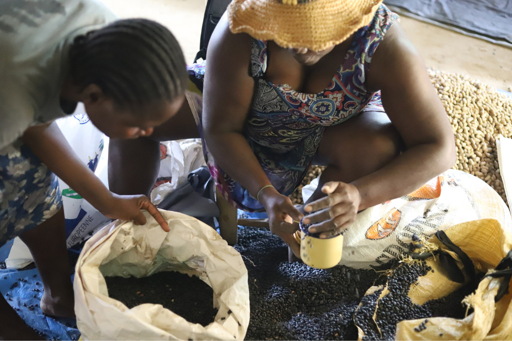 Deux femmes en Haïti remplissent des sacs avec des semences fournies par la FAO.


