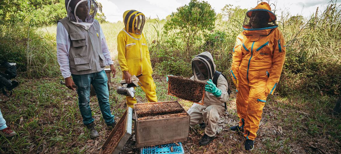 Dans le nord de la Colombie, 80 familles afro-colombiennes, 20 familles autochtones et 127 victimes de violences ont uni leurs forces pour réaliser l'un des plus grands projets apicoles du pays, avec le soutien de la FAO.  (déposer)