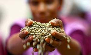 Des grains de café verts sont tenus par une travailleuse dans une coopérative de café.