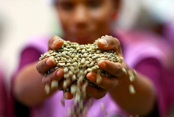 Grãos de café verde nas mãos de uma agricultora de uma cooperativa de Timor-Leste