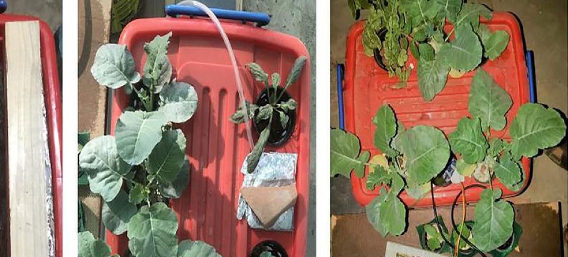 مٹی کے بغیر پودے اگانے کی ٹیکنالوجی کے ذریعے  زراعت میں 90 فیصد تک پانی اور 25 فیصد تک کھادوں کی بچت ہو سکتی ہے۔