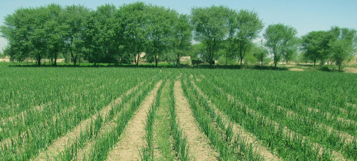 سمارٹ فارمنگ پاکستان میں روایتی زراعت کو درپیش بہت سے مسائل کا موثر حل بھی پیش کرتی ہے۔ 