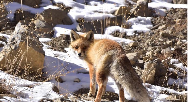 इस क्षेत्र में पाए जाने वाले दुर्लभ वन्यजीवों में से एक, लाल लोमड़ी (चित्र में).