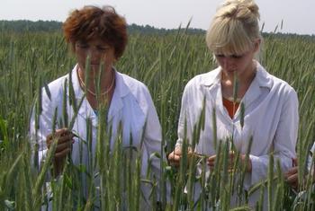 Женщины в сельской местности чаще сталкиваются с материальными трудностями и несут непропорционально высокую нагрузку по выполнению неоплачиваемой работы по дому параллельно с участием в ключевых сельскохозяйственных работах.
