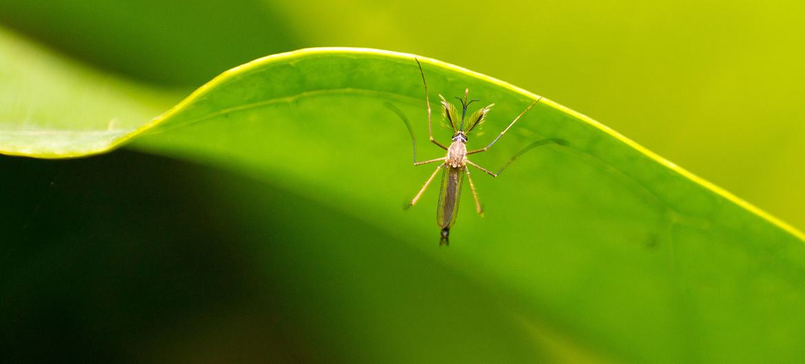 Entre las enfermedades transmitidas por mosquitos se encuentran el dengue, la fiebre amarilla, el chikungunya y el zika.