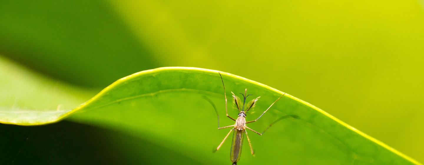 La dengue est une maladie virale transmise des moustiques du genre Aedes et causé par le virus de la dengue (DENV). 