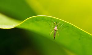 Common types of mosquito-borne diseases include Dengue, Yellow fever, Chikungunya and Zika.