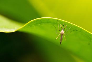मच्छर से होने वाली आम बीमारियों में डेंगू, पीत ज्वर, चिकुनगुनया और ज़ीका समेत अन्य रोग हैं.
