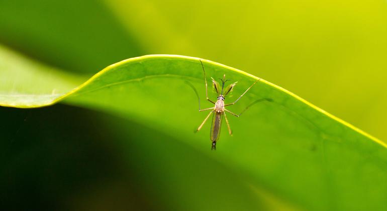 Entre las enfermedades transmitidas por mosquitos se encuentran el dengue, la fiebre amarilla, el chikungunya y el zika.