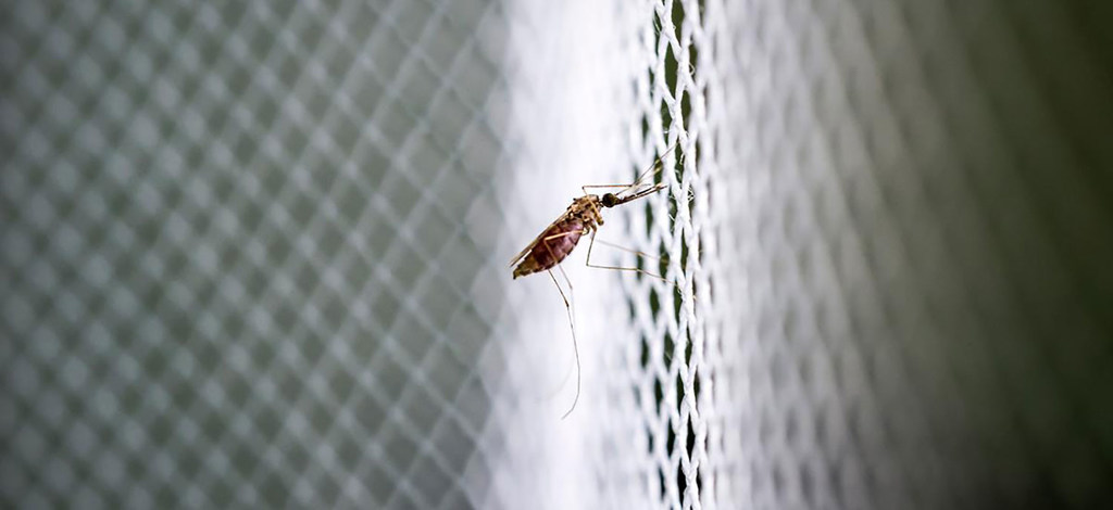 Mosquito Anopheles adulto descansando sobre una red de malla blanca en un laboratorio de investigación en Kisumu, Kenia.