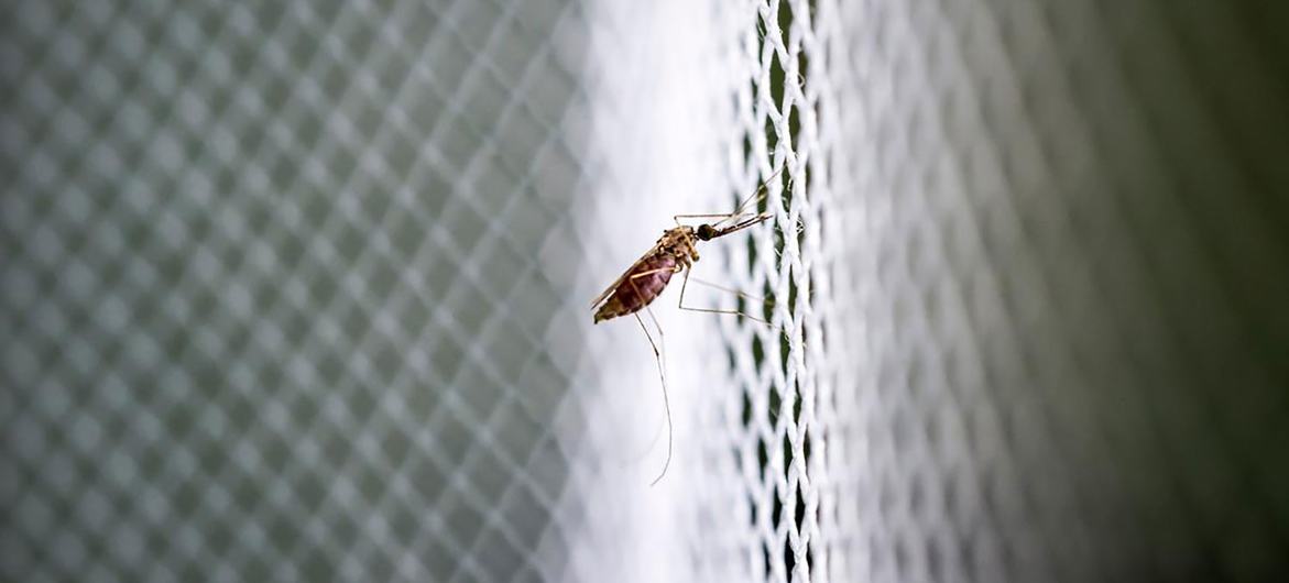 An anopheles adult mosquito rests on a net.