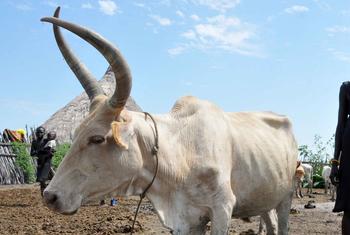 O gado é essencial para a economia rural sudanesa, assegurando alimentação, rendimento e sustento a milhões de pessoas