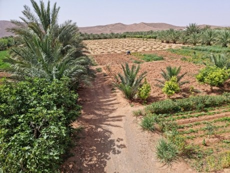 В годы изобилия кочевники оазиса Фигуиг в Марокко запасают впрок продукты животного происхождения. 