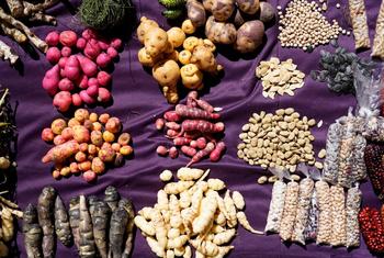تقوم مجتمعات شقرا الأمازون بزراعة مجموعة كبيرة ومتنوعة من الأطعمة المتنوعة بيولوجيا والتي يعتمدون عليها في أوقات مختلفة من العام.