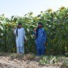 Mejora de la gestión del nitrógeno en la agricultura de Pakistán.