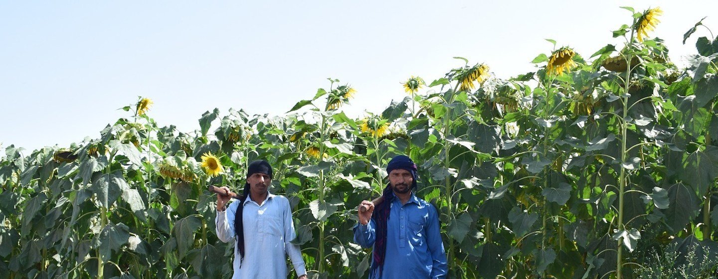 Mejora de la gestión del nitrógeno en la agricultura de Pakistán.