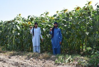 Mejora de la gestión del nitrógeno en la agricultura de Pakistán.