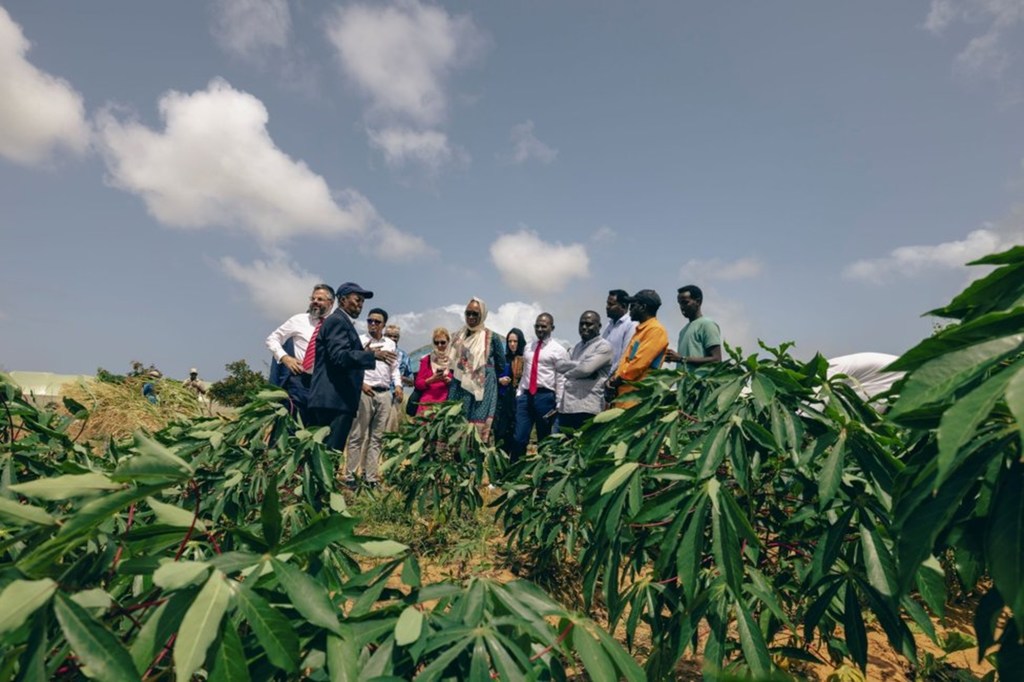 Kundi la watu limesimama katika shamba la mihogo katika Chuo Kikuu cha City huko Mogadishu, Somalia.