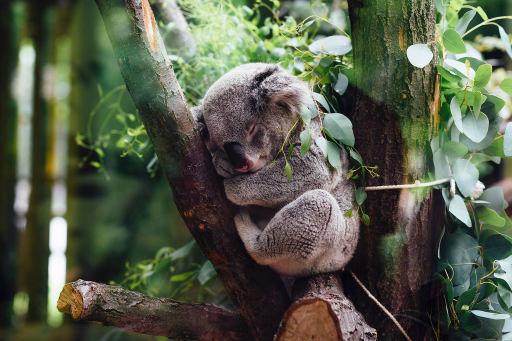 Al comer más de medio kilo de hojas de eucalipto todos los días, los koalas ayudan a controlar el crecimiento de las plantas, equilibran el ecosistema forestal y sustentan la vida forestal de insectos y aves.