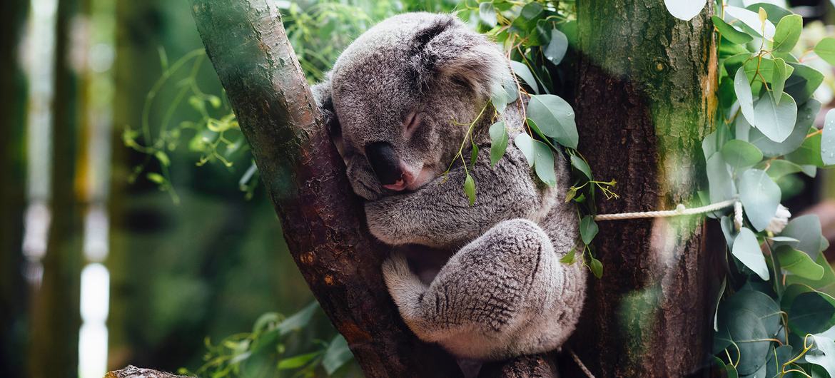 Koalas are among species found in the Greater Blue Mountains Area in Australia, a UNESCO World Heritage site.