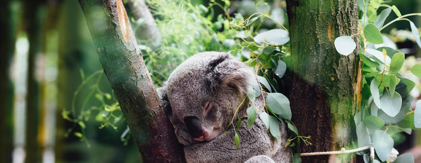 En mangeant plus d'un kilo de feuilles d'eucalyptus chaque jour, les koalas aident à contrôler la croissance des plantes, à équilibrer l'écosystème forestier et à soutenir la vie forestière des insectes et des oiseaux.