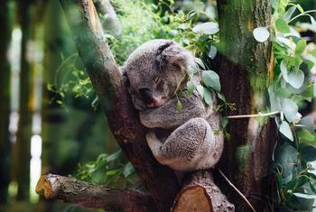 Koalas are among species found in the Greater Blue Mountains Area in Australia, a UNESCO World Heritage site.