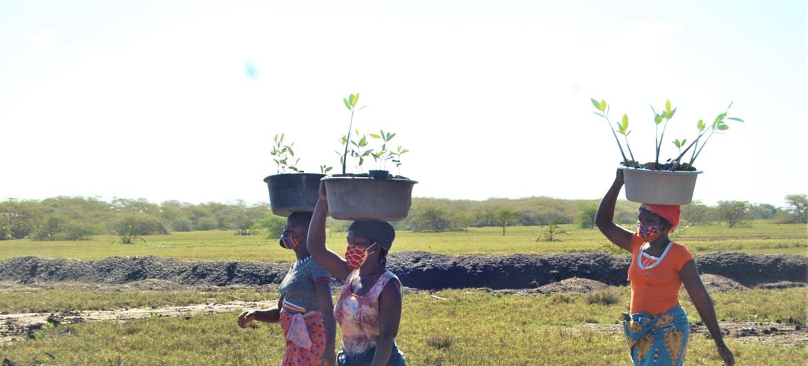Projecto de restauração de manguezais do Pnuma em Moçambique