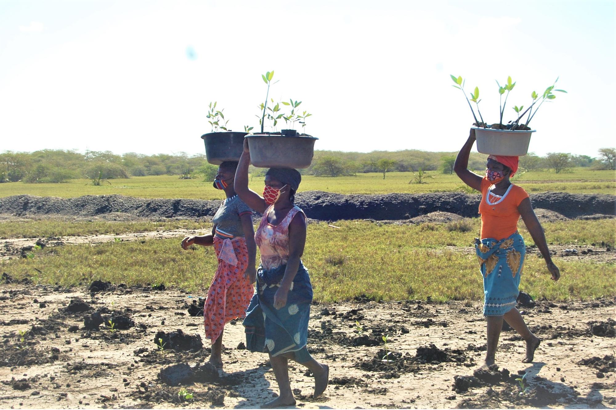 联合国环境规划署在莫桑比克实施红树林恢复项目。