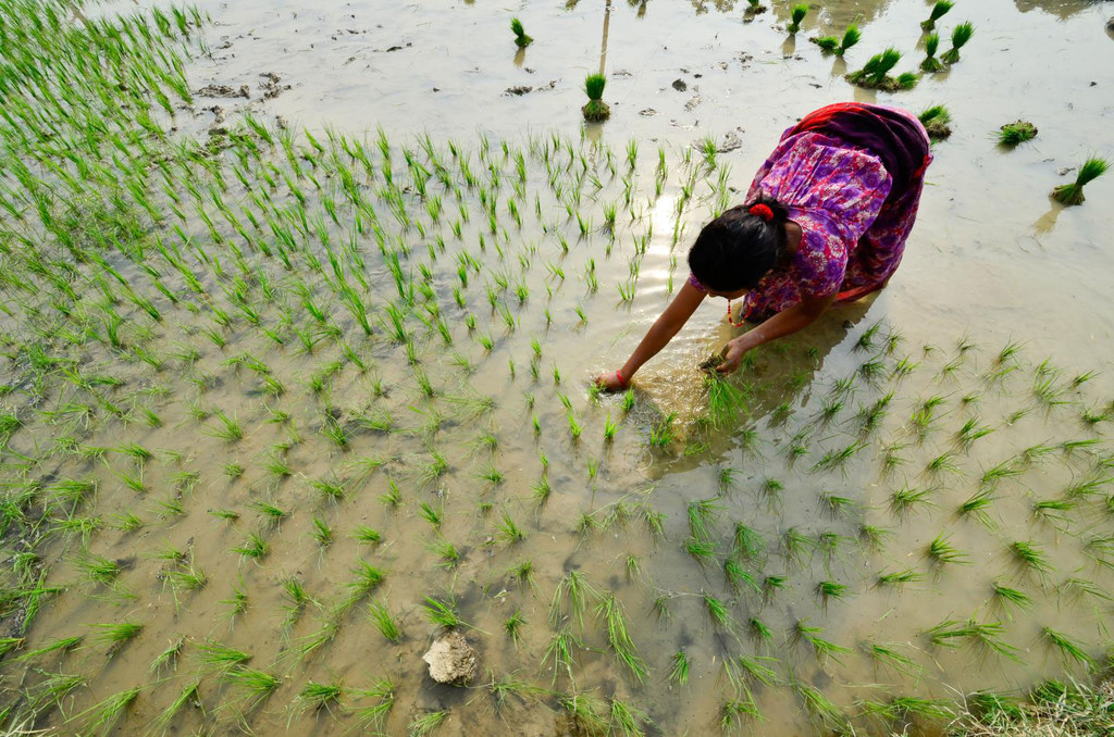 Seorang petani menanam padi di Rupan, Nepal.