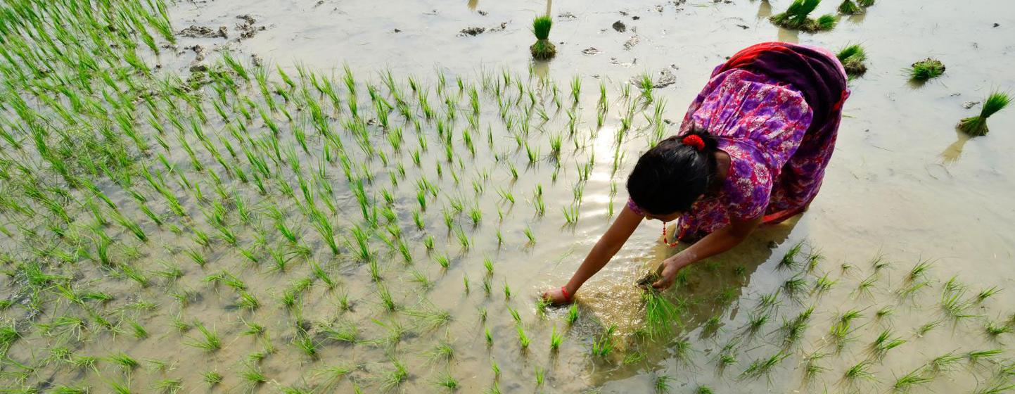 Au Népal, une femme plante des plants de riz dans un champ inondé dans le cadre d'un projet de recherche climatique.