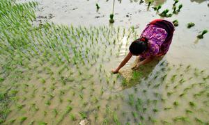 A farmer plants rice in Rupan, Nepal.