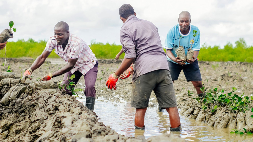 Mozambik, Quelimane'deki yerel topluluk üyeleri, selleri önlemek için mangrov ormanlarını restore ediyor.