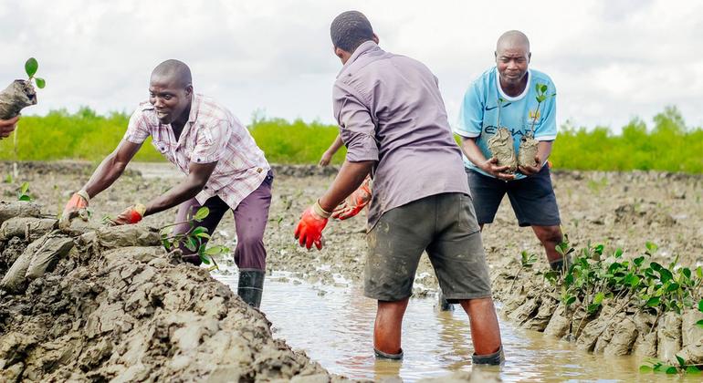 يقوم أفراد المجتمع المحلي في كيليماني ، موزمبيق ، بترميم غابات المنغروف لمنع الفيضانات.