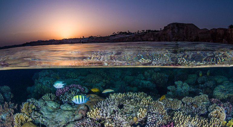 प्रवाल भित्तियों में, किसी भी वैश्विक पारिस्थितिकी की सर्वोच्च जैव विविधता होती है.
