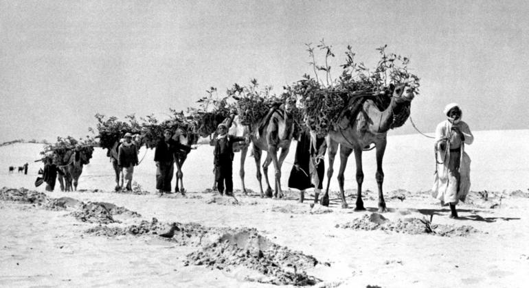 Picha ya kihistoria nyeusi na nyeupe kutoka 1956 inayoonyesha msafara wa ngamia wakibeba miche hadi eneo la mchanga kwa ajili ya kurejeshwa kwa ardhi na UNRWA.