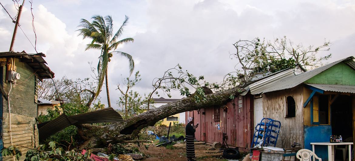 A woman looks at the damage to her home in St. Elizabeth, Jamaica, after a tree fell on it.