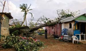 A woman looks at the damage to her home in St. Elizabeth, Jamaica, after a tree fell on it.