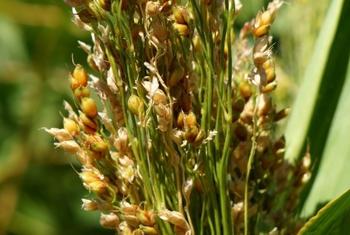 Фермеры в Узбекистане выращивают климатически оптимизированные сельскохозяйственные культуры, такие сорго, которые помогают восполнить концентрацию питательных веществ в почве. 