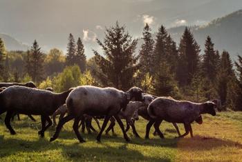 Горный пейзаж в европейских Карпатах. 