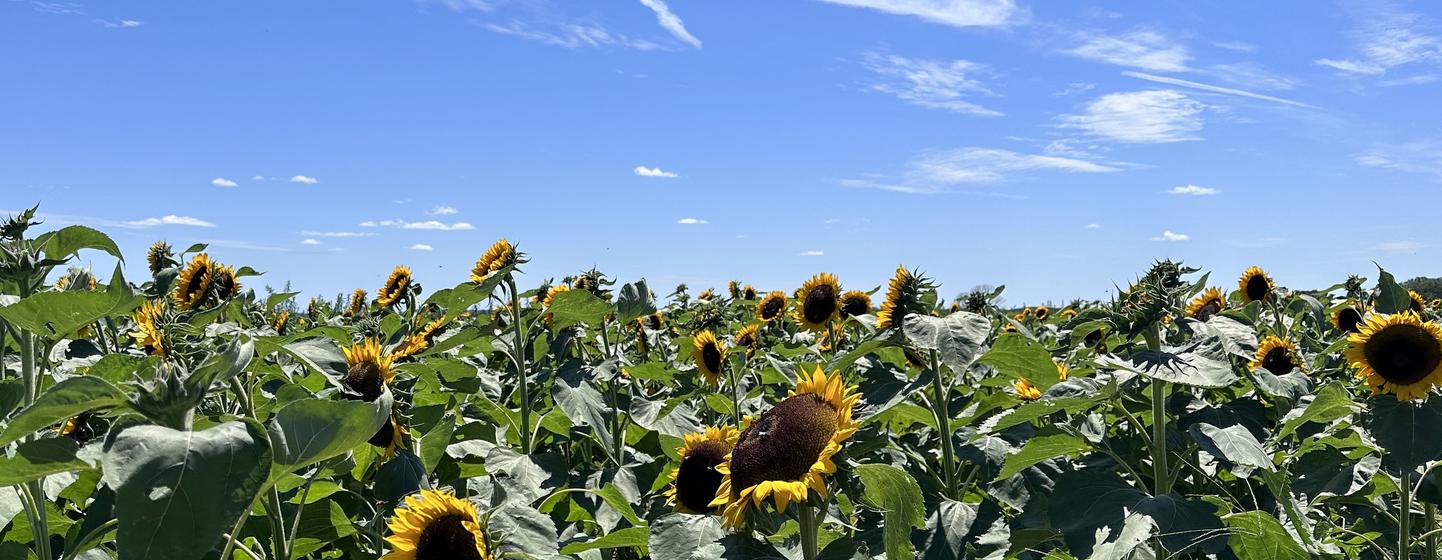 Un campo de girasoles en verano. 
