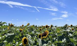 Un campo de girasoles en verano. 
