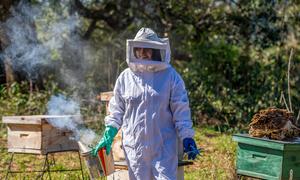 Las mujeres emprendedoras de Colonia Alegría, en Argentina, están avanzando en el desarrollo de sus iniciativas productivas, como la apicultura, los gallineros y los viveros forestales, que integran prácticas sostenibles en sus bosques nativos. 