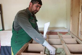 В Таджикистане традиционное целительство тесно связано с богатым агробиоразнообразием страны. 